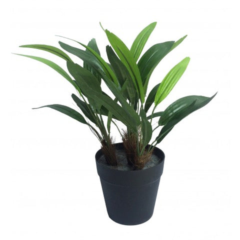 Rhapis Plant